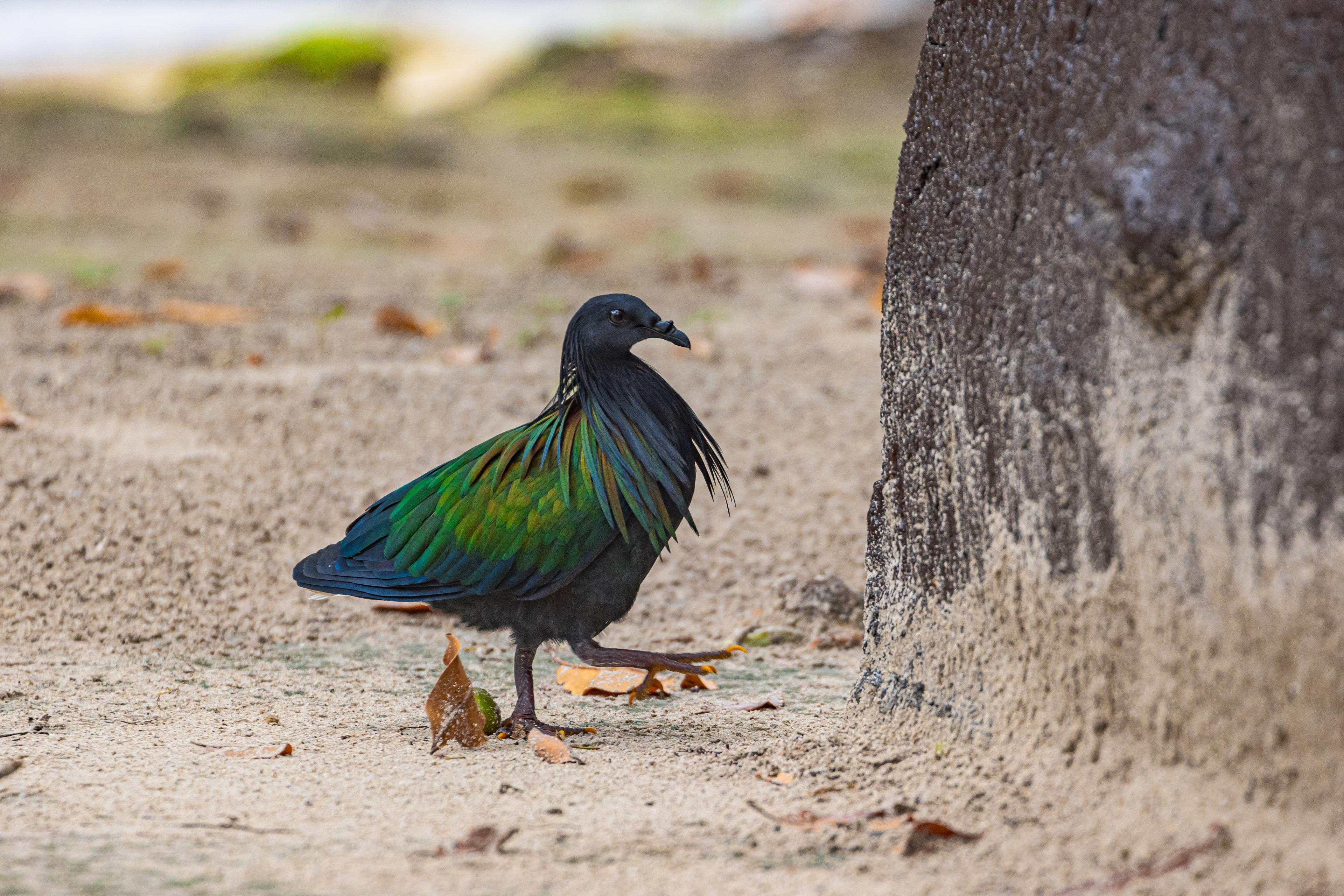 Similan Island-3