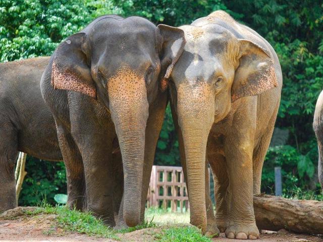 Phuket Elephant Encounters