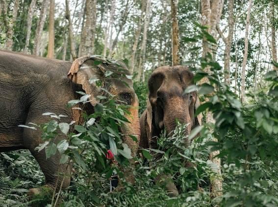 Phuket Elephant Encounters-1