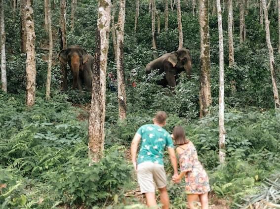 Phuket Elephant Encounters-2