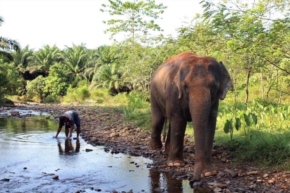 Phuket Elephant Encounters-3
